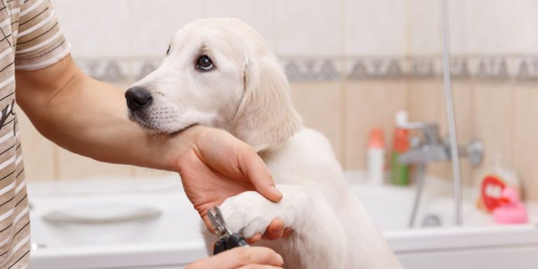 seo for dog groomers